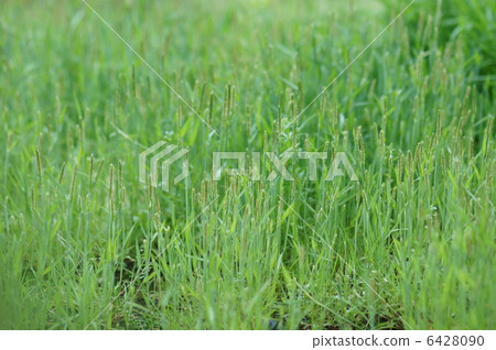 Sparrow guns Is it flowers? Sparrow guns Is it flowers? 6428090