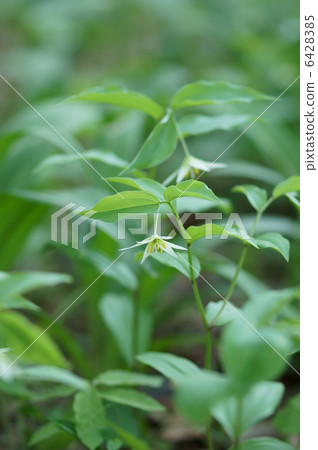 兒童百合因為它們小而可愛。 6428385