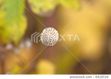 Shuraigiku seed (scientific name: Anemone hupehensis var. Japonica) 6428526