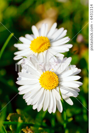Close-up of daisy flowers 6431314