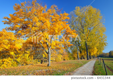 Colorful autumn 6431344