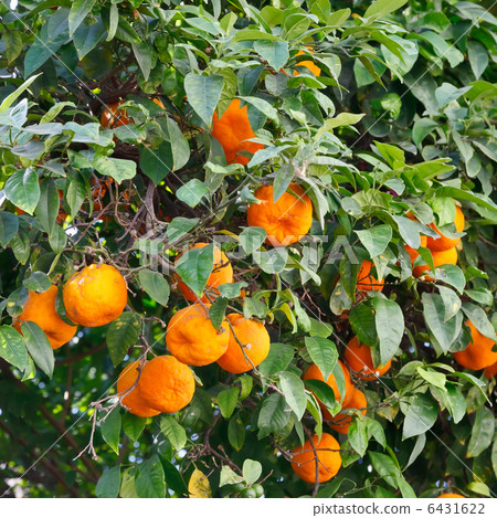 Oranges on orange tree Oranges on orange tree 6431622