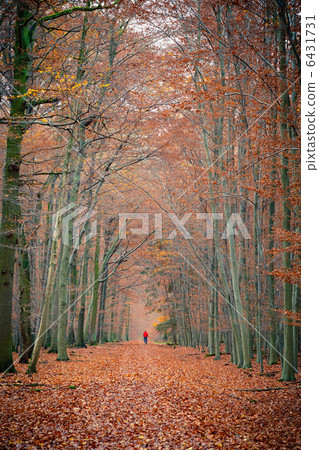 Pathway in the autumn forest 6431731