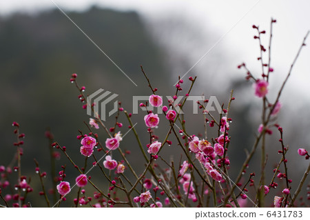 plum	 6431783