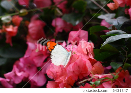 Butterfly Butterfly 6431847