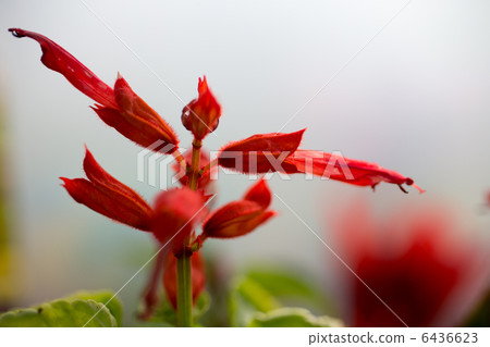 Salvia Salvia 6436623