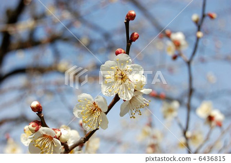 White plum 6436815