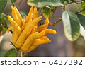 Buddhist altar 6437392