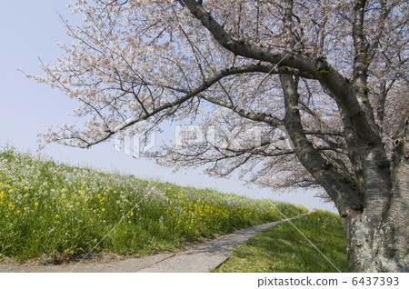 櫻花 櫻花 6437393