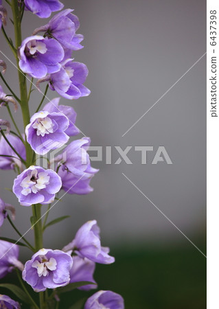 Delphinium Delphinium 6437398