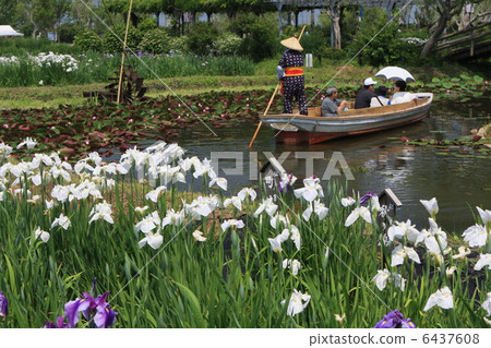 The iris garden in the water districts 6437608