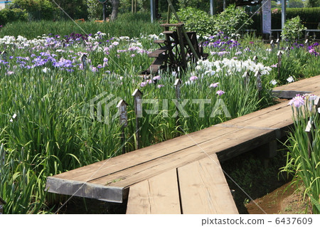 The iris garden in the water districts The iris garden in the water districts 6437609