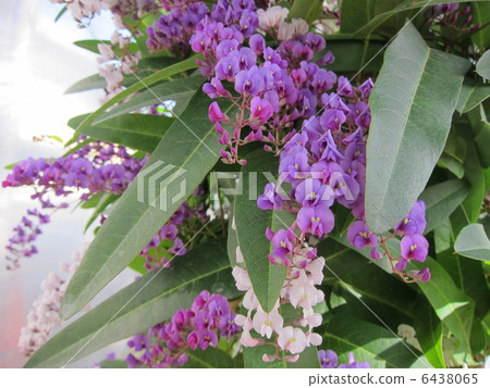 Harden Bergia 6438065