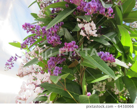 Harden Bergia 6438066