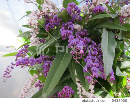 Harden Bergia 6438068