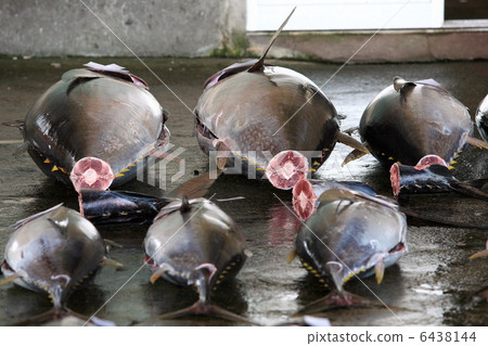 Tuna's items Tuna's items 6438144