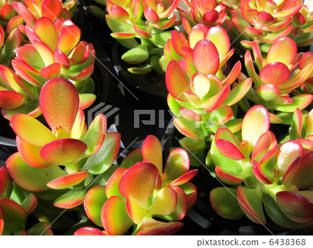 金樹多汁 金樹多汁 6438368