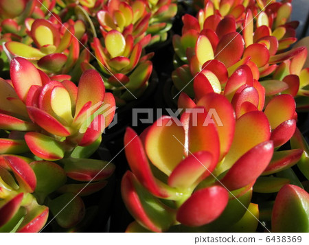 金樹多汁 金樹多汁 6438369