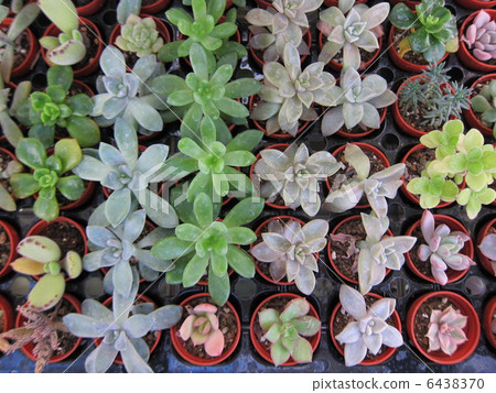 多汁植物 6438370