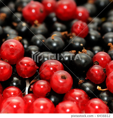 red currant red currant 6438812