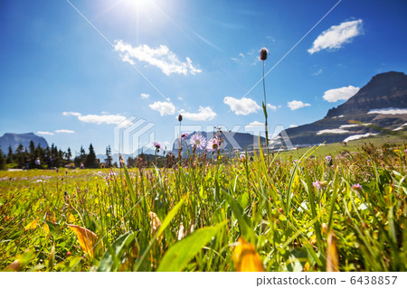Mountain meadow 6438857