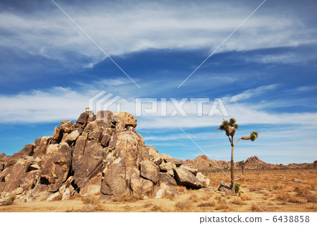 Joshua tree Joshua tree 6438858