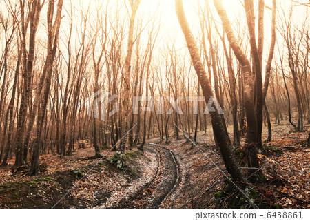 Forest Forest 6438861
