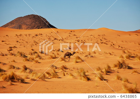 Camel in desert Camel in desert 6438865