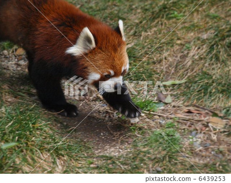 A lovely Lesser Panda walk A lovely Lesser Panda walk 6439253