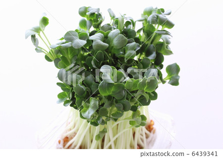 蘿蔔蘿蔔 6439341