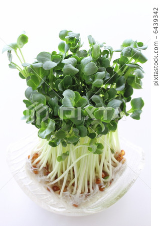 蘿蔔蘿蔔 6439342