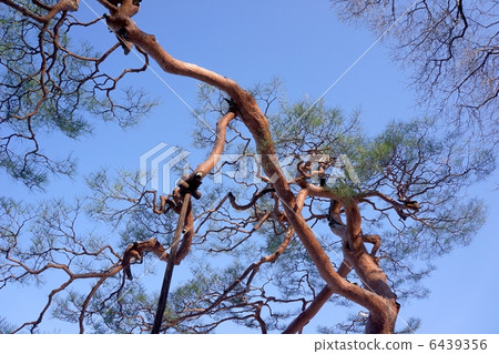 Winter red pine Winter red pine 6439356