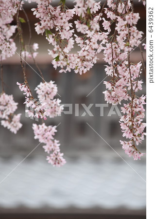 櫻花在京都 櫻花在京都 6439362