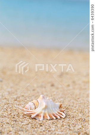 Seas and shells and sand beach 6439390