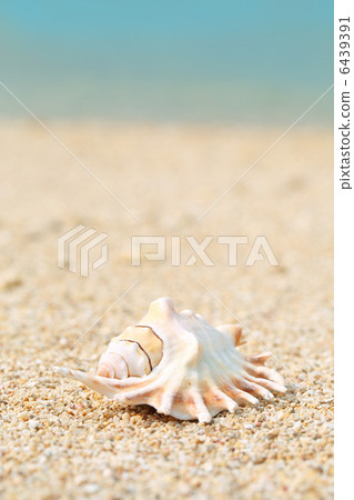 Seas and shells and sand beach 6439391