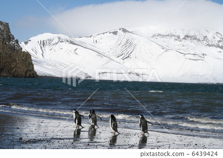 在欺騙島上的有鬍子的企鵝 6439424