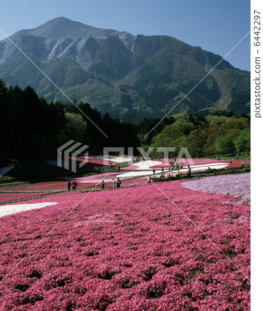 Shiba Sakura no Oka 6442297
