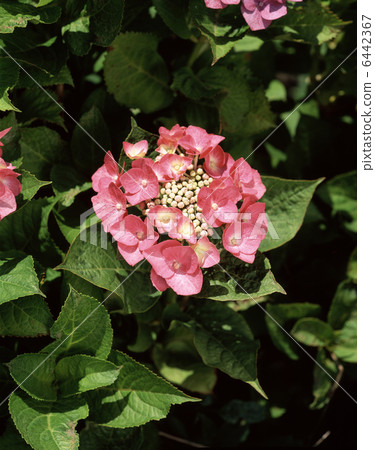 Gaku hydrangea Gaku hydrangea 6442367