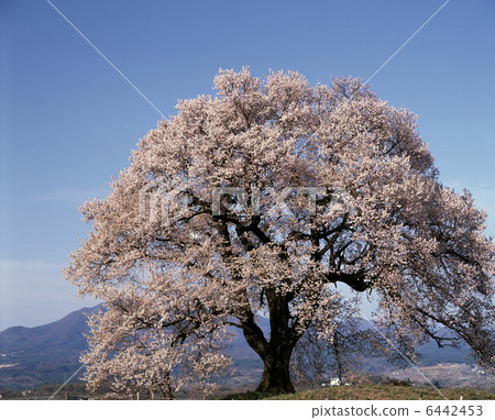 Cherry Blossoms	 6442453