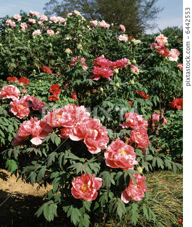 Higashimatsuyama Roboten Park 6442553