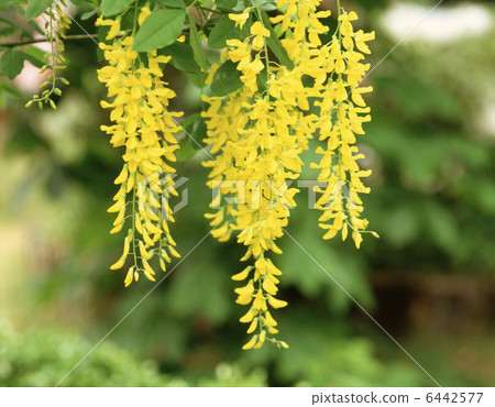 Kibuna Fuji (King Sally) 6442577