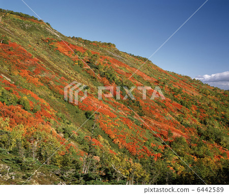 Daisetsuyama system · autumn leaves 6442589