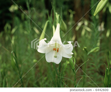 Shin-tepo百合 6442600