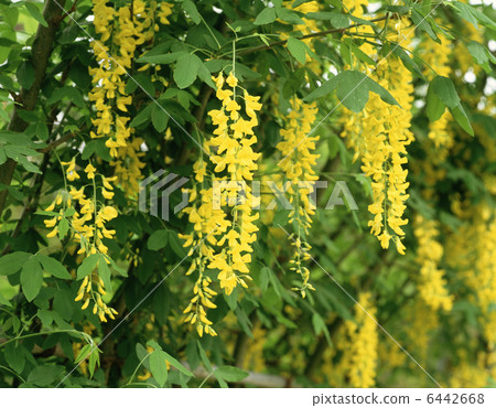 Kibuna Fuji（King Sally） 6442668