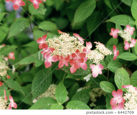 Red Mountain hydrangea 6442709