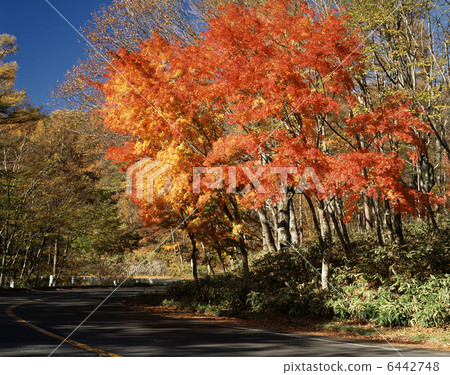 Autumn Day Salt Maple Line Autumn Day Salt Maple Line 6442748