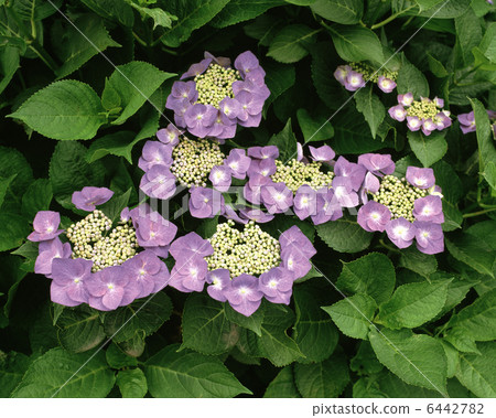 Gaku hydrangea Gaku hydrangea 6442782