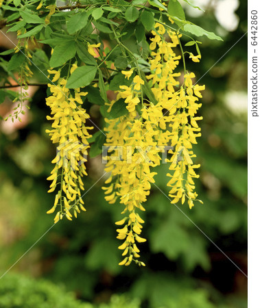 Kibuna Fuji (King Sally) 6442860