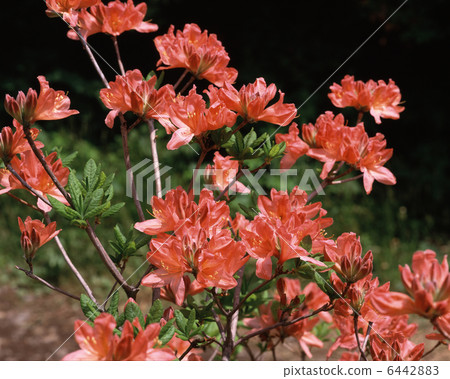 杜鵑花 6442883