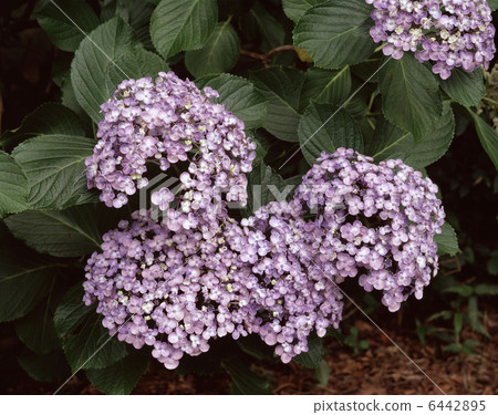 馬鯖魚 馬鯖魚 6442895